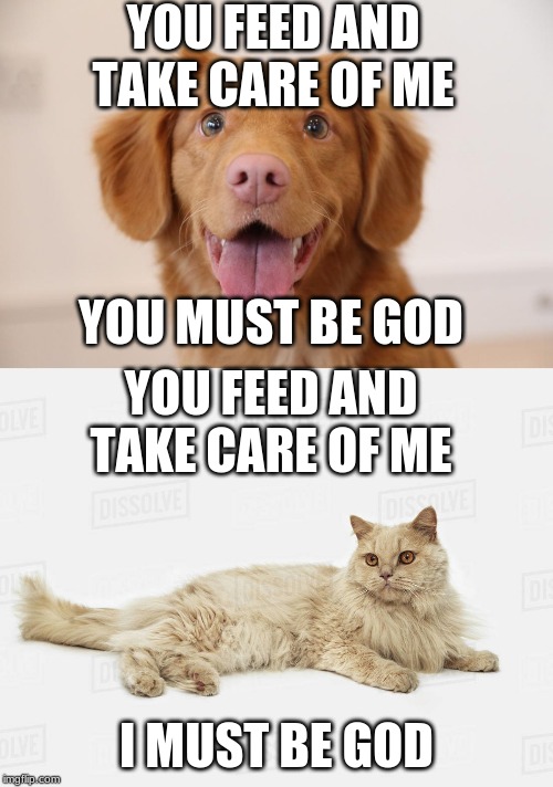 YOU FEED AND TAKE CARE OF ME; YOU MUST BE GOD; YOU FEED AND TAKE CARE OF ME; I MUST BE GOD | image tagged in cats,dogs | made w/ Imgflip meme maker