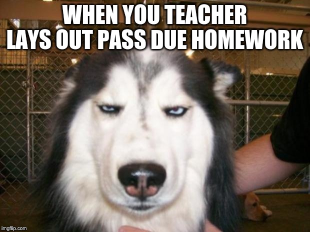 Annoyed Dog | WHEN YOU TEACHER LAYS OUT PASS DUE HOMEWORK | image tagged in annoyed dog | made w/ Imgflip meme maker