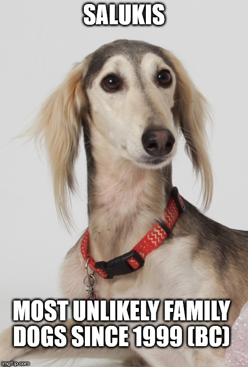 Saluki | SALUKIS; MOST UNLIKELY FAMILY DOGS SINCE 1999 (BC) | image tagged in saluki | made w/ Imgflip meme maker