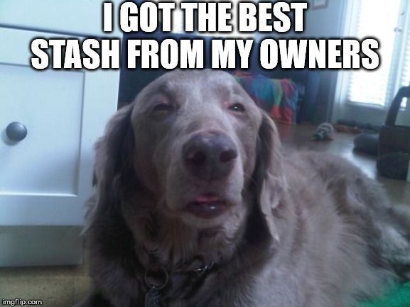 High Dog Meme | I GOT THE BEST STASH FROM MY OWNERS | image tagged in memes,high dog | made w/ Imgflip meme maker