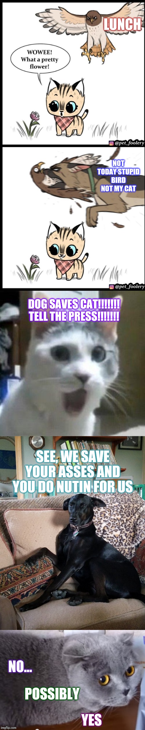 LUNCH; NOT TODAY STUPID BIRD NOT MY CAT; DOG SAVES CAT!!!!!!! TELL THE PRESS!!!!!!! SEE, WE SAVE YOUR ASSES AND YOU DO NUTIN FOR US; NO... POSSIBLY; YES | image tagged in shocked cat,guilty cat,sassy dog,brutus and pixie | made w/ Imgflip meme maker