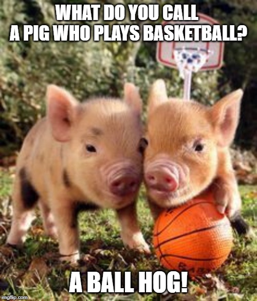 A Ball hog | WHAT DO YOU CALL 
A PIG WHO PLAYS BASKETBALL? A BALL HOG! | image tagged in basketball | made w/ Imgflip meme maker