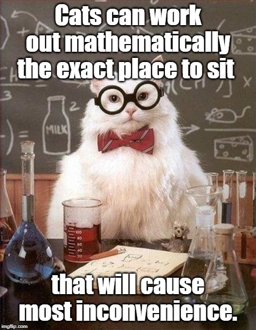 Most inconvenience | Cats can work out mathematically the exact place to sit; that will cause most inconvenience. | image tagged in quote | made w/ Imgflip meme maker