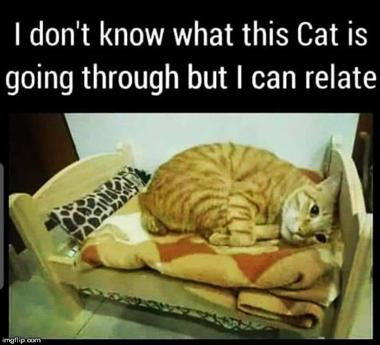 relatable cat | image tagged in relatable,cats | made w/ Imgflip meme maker