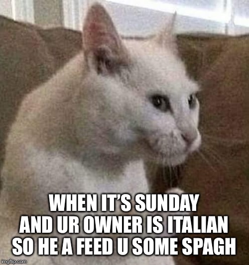 italian cat | WHEN IT’S SUNDAY AND UR OWNER IS ITALIAN SO HE A FEED U SOME SPAGHETTI | image tagged in italian cat | made w/ Imgflip meme maker