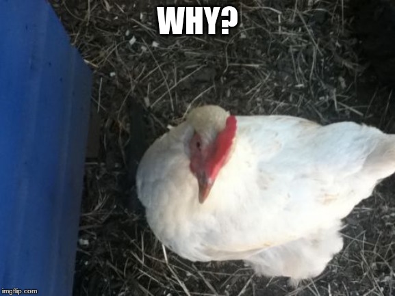 Angry Chicken Boss Meme | WHY? | image tagged in memes,angry chicken boss | made w/ Imgflip meme maker