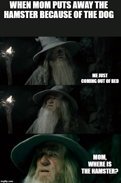 Confused Gandalf | WHEN MOM PUTS AWAY THE HAMSTER BECAUSE OF THE DOG; ME JUST COMING OUT OF BED; MOM, WHERE IS THE HAMSTER? | image tagged in memes,confused gandalf | made w/ Imgflip meme maker