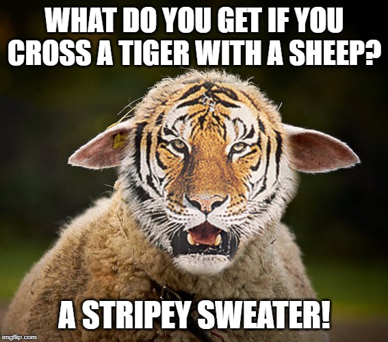 A stripey sweater! | WHAT DO YOU GET IF YOU CROSS A TIGER WITH A SHEEP? A STRIPEY SWEATER! | image tagged in tiger | made w/ Imgflip meme maker