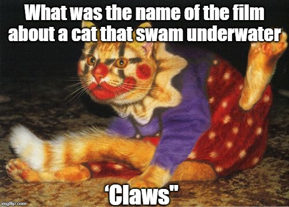 claws | What was the name of the film about a cat that swam underwater; ‘Claws" | image tagged in cats | made w/ Imgflip meme maker
