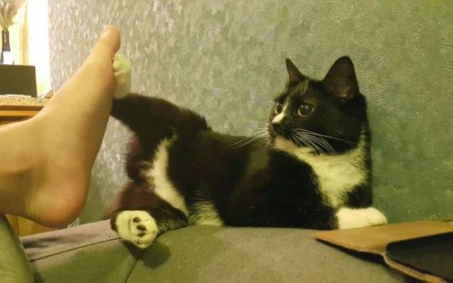 low five cat Blank Meme Template