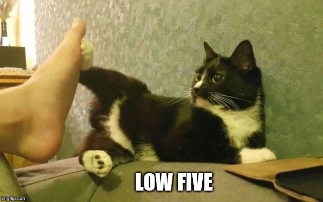 low five cat | LOW FIVE | image tagged in low five cat | made w/ Imgflip meme maker