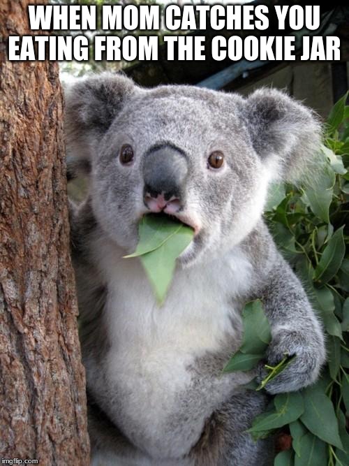 Surprised Koala | WHEN MOM CATCHES YOU EATING FROM THE COOKIE JAR | image tagged in memes,surprised koala | made w/ Imgflip meme maker