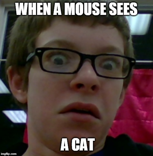 wtf face | WHEN A MOUSE SEES; A CAT | image tagged in wtf face | made w/ Imgflip meme maker