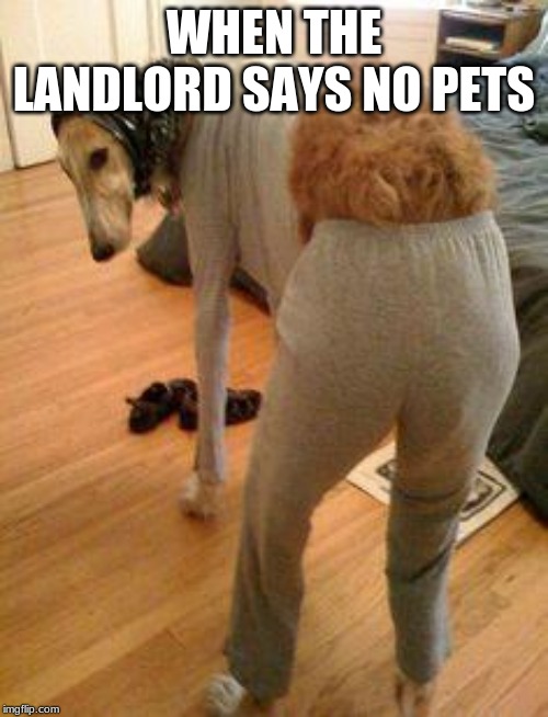 Dog Wearing clothes | WHEN THE LANDLORD SAYS NO PETS | image tagged in dog wearing clothes | made w/ Imgflip meme maker
