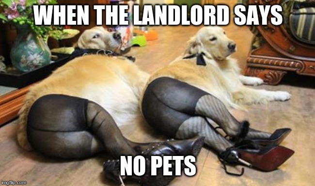 dogs wearing pantyhose blank | WHEN THE LANDLORD SAYS; NO PETS | image tagged in dogs wearing pantyhose blank | made w/ Imgflip meme maker