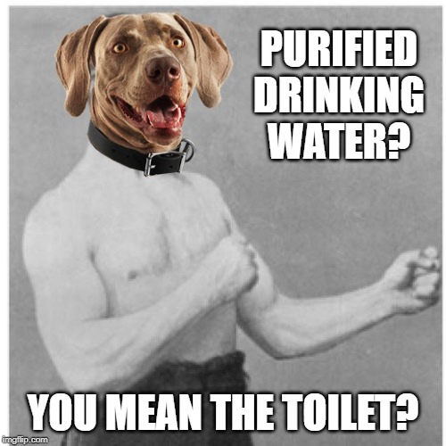 Overly Dogly Dog | PURIFIED DRINKING WATER? YOU MEAN THE TOILET? | image tagged in memes,overly manly man,dogs,dog,toilet,water | made w/ Imgflip meme maker