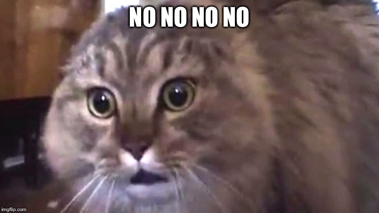 Nonono cat | NO NO NO NO | image tagged in nonono cat | made w/ Imgflip meme maker