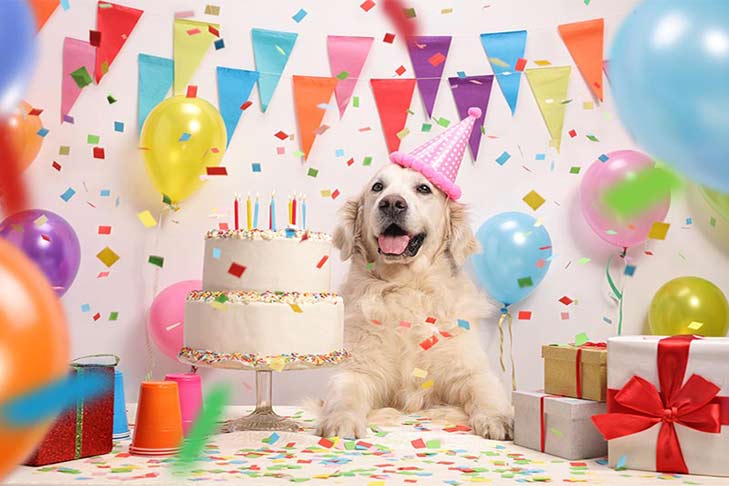 Birthday dog Blank Meme Template