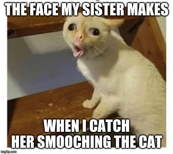 Coughing Cat |  THE FACE MY SISTER MAKES; WHEN I CATCH HER SMOOCHING THE CAT | image tagged in coughing cat | made w/ Imgflip meme maker