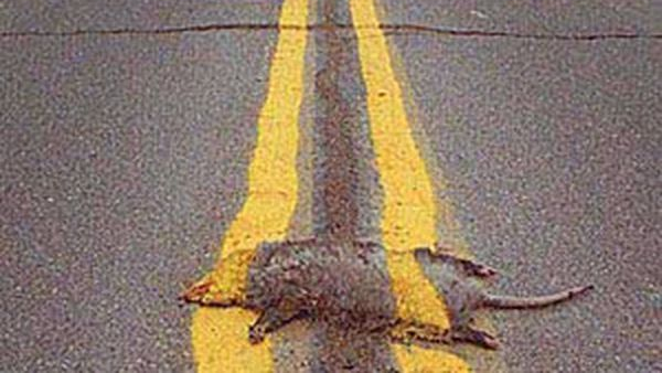 roadkill Blank Meme Template