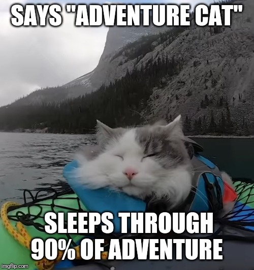 Garry the "Adventure cat" | SAYS "ADVENTURE CAT"; SLEEPS THROUGH 90% OF ADVENTURE | image tagged in adventure,cats,cat,sleep,sleeping | made w/ Imgflip meme maker