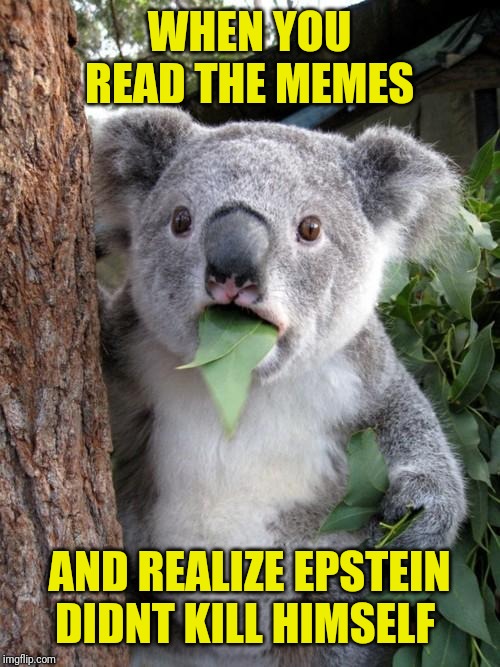 Surprised Koala Meme | WHEN YOU READ THE MEMES; AND REALIZE EPSTEIN DIDNT KILL HIMSELF | image tagged in memes,surprised koala | made w/ Imgflip meme maker