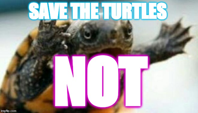 turtle-say-what-imgflip