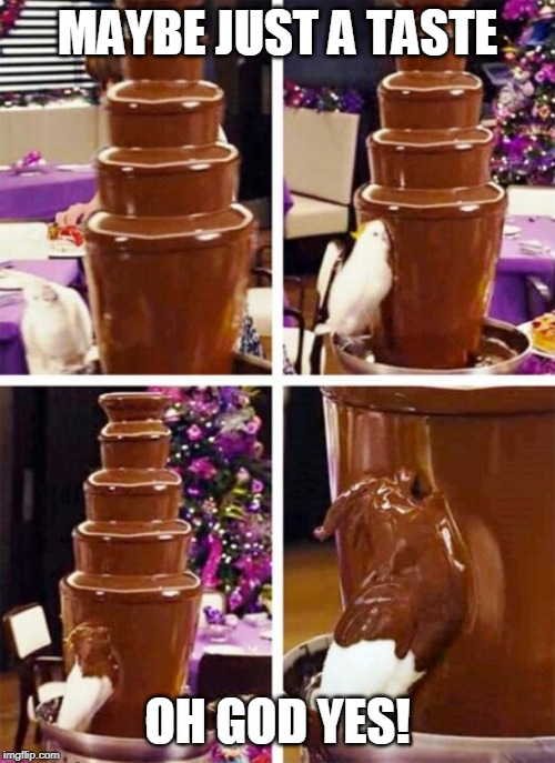 Cockatoo Chocolate Fountain |  MAYBE JUST A TASTE; OH GOD YES! | image tagged in cockatoo chocolate fountain | made w/ Imgflip meme maker