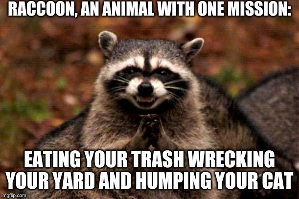 Evil Plotting Raccoon Meme | RACCOON, AN ANIMAL WITH ONE MISSION:; EATING YOUR TRASH WRECKING YOUR YARD AND HUMPING YOUR CAT | image tagged in memes,evil plotting raccoon | made w/ Imgflip meme maker
