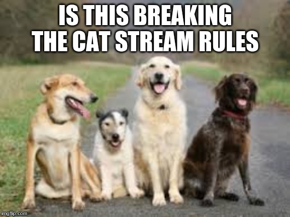 100% cats | IS THIS BREAKING THE CAT STREAM RULES | image tagged in cats | made w/ Imgflip meme maker