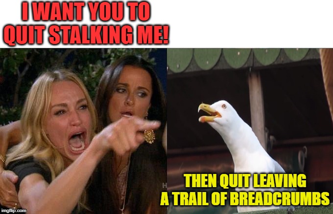 Woman Yelling at Gull | I WANT YOU TO QUIT STALKING ME! THEN QUIT LEAVING A TRAIL OF BREADCRUMBS | image tagged in funny memes,woman yelling at cat,inhaling seagull,bird | made w/ Imgflip meme maker