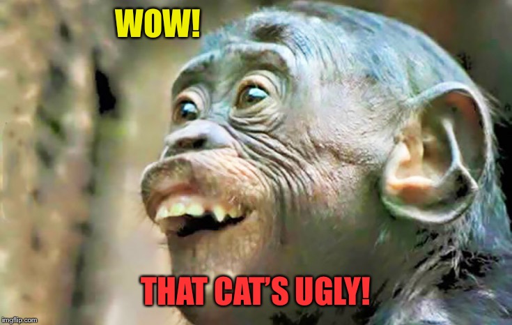 WOW! THAT CAT’S UGLY! | made w/ Imgflip meme maker