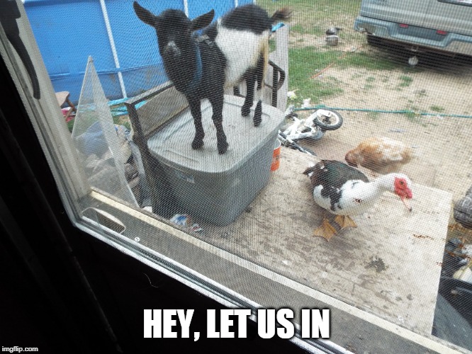 GET OFF MY PORCH | HEY, LET US IN | image tagged in ducks,goat | made w/ Imgflip meme maker