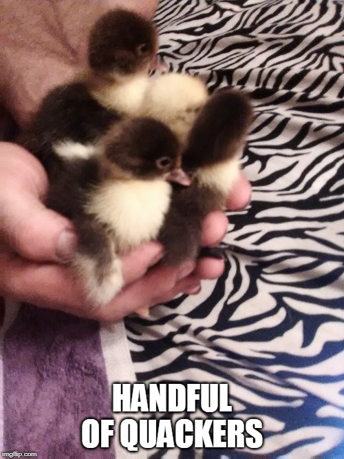 BABY QUACKS | HANDFUL OF QUACKERS | image tagged in duckling,ducks | made w/ Imgflip meme maker