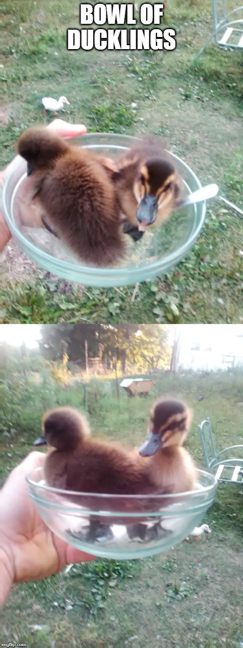 BOWL OF DUCKLINGS | image tagged in duckling,ducks | made w/ Imgflip meme maker