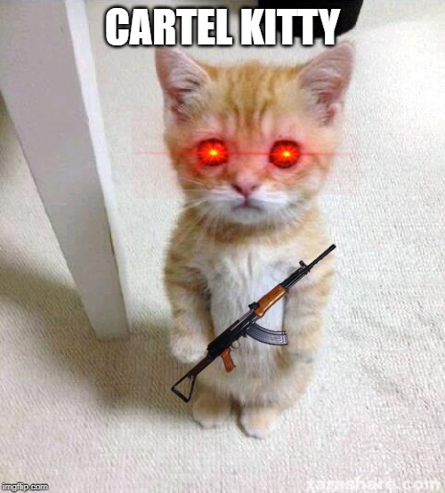 Cute Cat Meme | CARTEL KITTY | image tagged in memes,cute cat | made w/ Imgflip meme maker