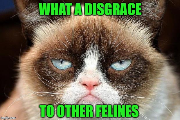 Grumpy Cat Not Amused Meme | WHAT A DISGRACE TO OTHER FELINES | image tagged in memes,grumpy cat not amused,grumpy cat | made w/ Imgflip meme maker