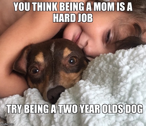 image tagged in dog,cute,love,lol,kids,funny | made w/ Imgflip meme maker