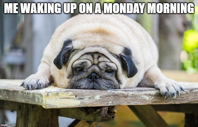 Monday Morning | ME WAKING UP ON A MONDAY MORNING | image tagged in obese | made w/ Imgflip meme maker