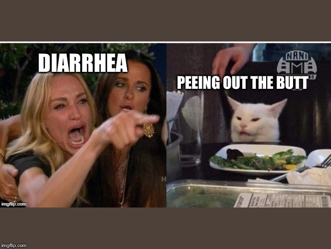 white cat table | DIARRHEA; PEEING OUT THE BUTT | image tagged in white cat table | made w/ Imgflip meme maker