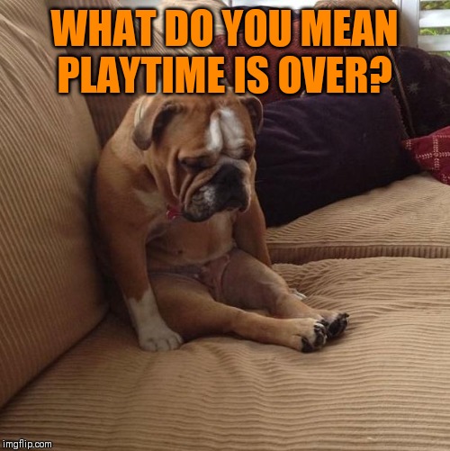 bulldogsad | WHAT DO YOU MEAN PLAYTIME IS OVER? | image tagged in bulldogsad | made w/ Imgflip meme maker