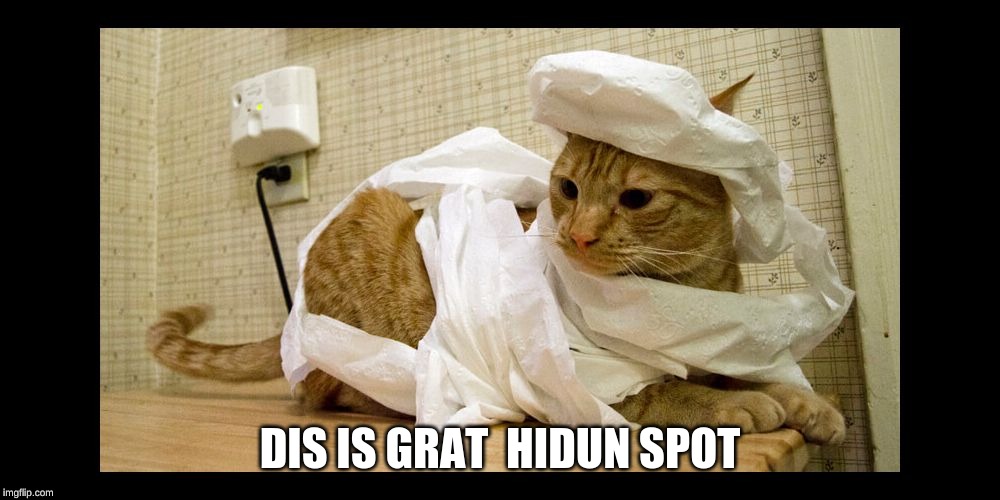 toilet paper mummy cat | DIS IS GRAT  HIDUN SPOT | image tagged in toilet paper mummy cat | made w/ Imgflip meme maker