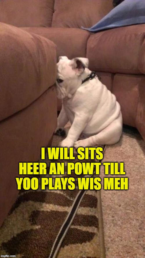 sad dog | I WILL SITS HEER AN POWT TILL YOO PLAYS WIS MEH | image tagged in sad dog | made w/ Imgflip meme maker