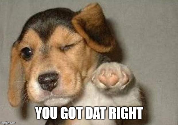 Winking Dog | YOU GOT DAT RIGHT | image tagged in winking dog | made w/ Imgflip meme maker
