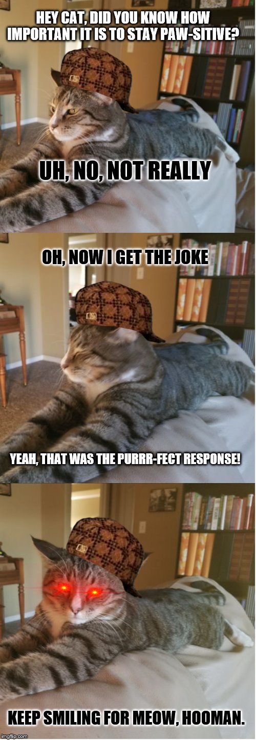 Bad Cat Joke | HEY CAT, DID YOU KNOW HOW IMPORTANT IT IS TO STAY PAW-SITIVE? UH, NO, NOT REALLY; OH, NOW I GET THE JOKE; YEAH, THAT WAS THE PURRR-FECT RESPONSE! KEEP SMILING FOR MEOW, HOOMAN. | image tagged in bad cat joke | made w/ Imgflip meme maker