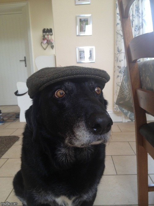 Old dog | image tagged in old dog | made w/ Imgflip meme maker