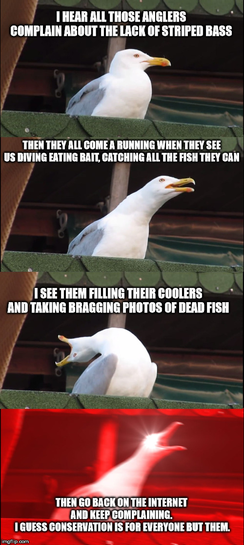 Inhaling Seagull Meme | I HEAR ALL THOSE ANGLERS COMPLAIN ABOUT THE LACK OF STRIPED BASS; THEN THEY ALL COME A RUNNING WHEN THEY SEE US DIVING EATING BAIT, CATCHING ALL THE FISH THEY CAN; I SEE THEM FILLING THEIR COOLERS AND TAKING BRAGGING PHOTOS OF DEAD FISH; THEN GO BACK ON THE INTERNET AND KEEP COMPLAINING.
 I GUESS CONSERVATION IS FOR EVERYONE BUT THEM. | image tagged in memes,inhaling seagull | made w/ Imgflip meme maker