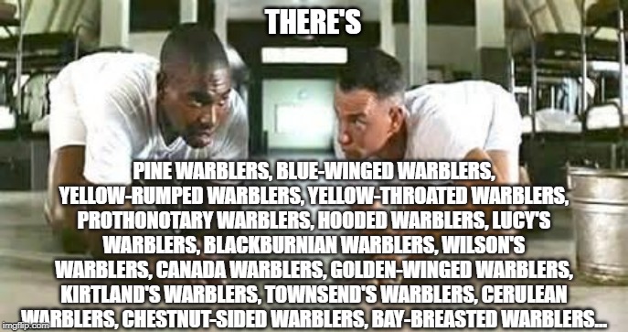 bubba gump shrimp | THERE'S; PINE WARBLERS, BLUE-WINGED WARBLERS, YELLOW-RUMPED WARBLERS, YELLOW-THROATED WARBLERS, PROTHONOTARY WARBLERS, HOODED WARBLERS, LUCY'S WARBLERS, BLACKBURNIAN WARBLERS, WILSON'S WARBLERS, CANADA WARBLERS, GOLDEN-WINGED WARBLERS, KIRTLAND'S WARBLERS, TOWNSEND'S WARBLERS, CERULEAN WARBLERS, CHESTNUT-SIDED WARBLERS, BAY-BREASTED WARBLERS... | image tagged in bubba gump shrimp | made w/ Imgflip meme maker