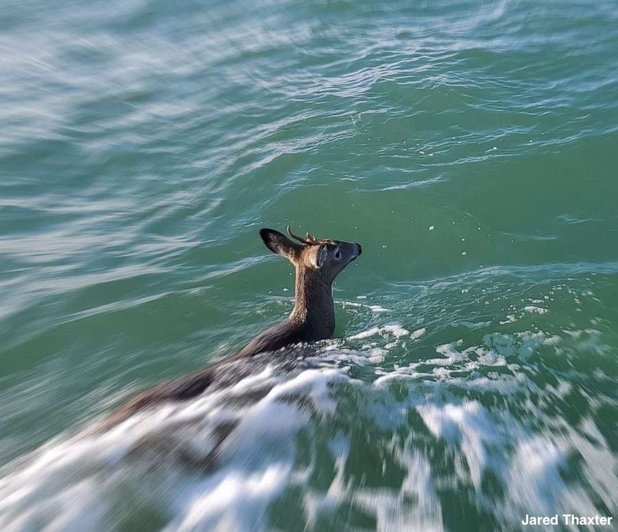 Swimming Deer Blank Meme Template