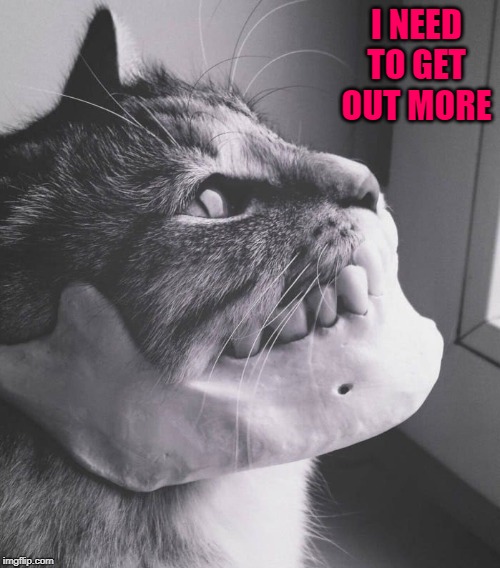 skelecat | I NEED TO GET OUT MORE | image tagged in skelecat | made w/ Imgflip meme maker